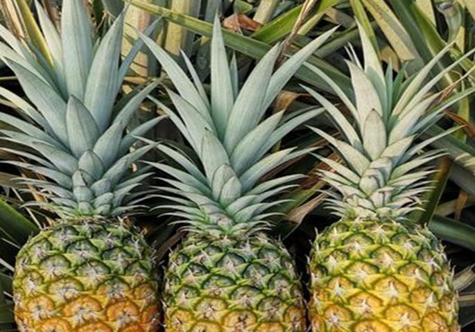 怎样才能选购成熟的水果呢