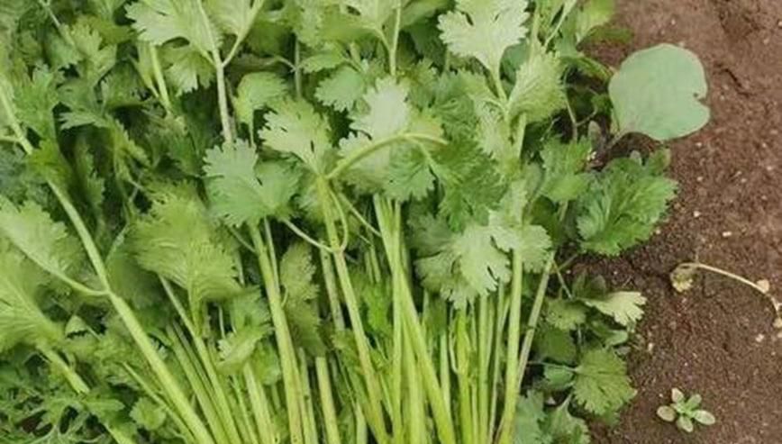 为什么今年的香菜这么贵