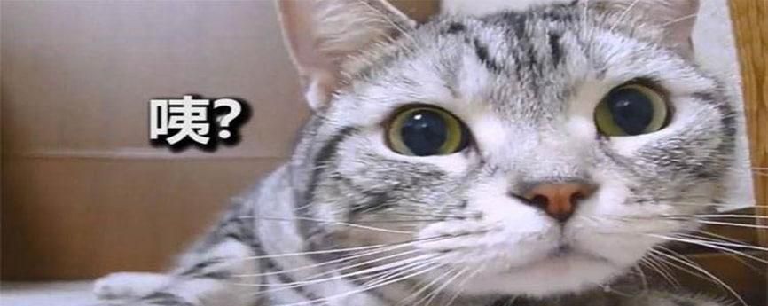 为什么说好奇害死猫？
