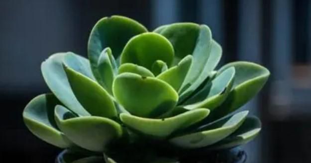 多肉植物的养殖方法