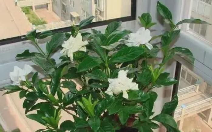 养护栀子花的方式