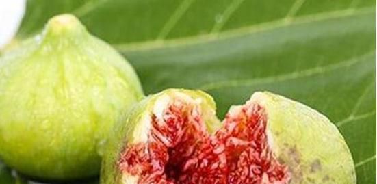 无花果有虫子怎么办