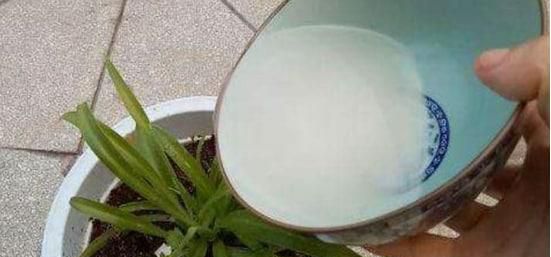 养花浇水过程中需要掌握的小窍门