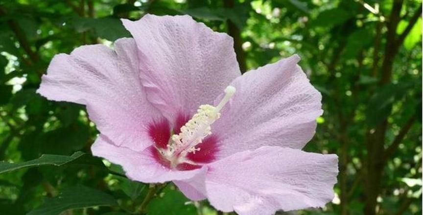 木槿花夏天怎么养护