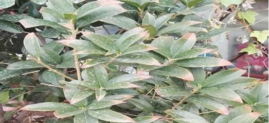 盆栽桂花树叶子尖发黄干枯怎么办