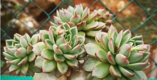 多肉植物夏天怎么养护