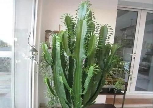 霸王鞭植物怎么养