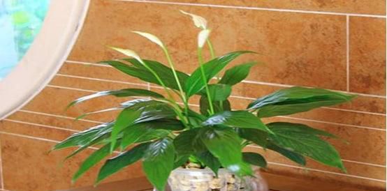 一帆风顺植物怎样养护