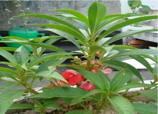 风仙花盆栽养殖方法
