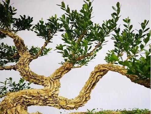 皱皮黄杨的养殖方法和注意事项