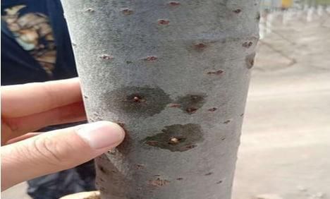 怎么防治杨树干枯病