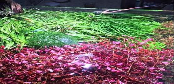 紫红丁香水草怎么养护合理