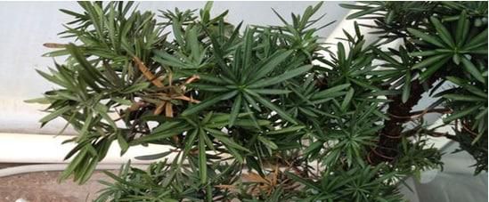 怎么判断罗汉松水浇多了