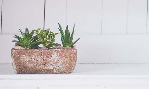 花盆里的小黑飞虫如何根除 花盆里为什么会有小黑飞虫