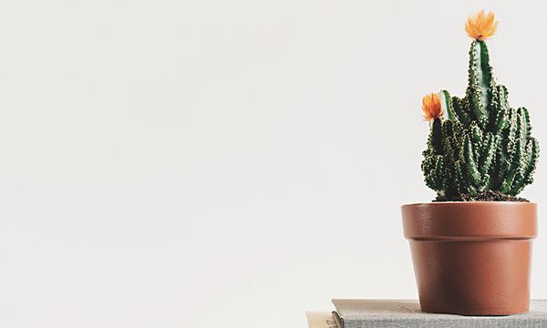 花盆里的小黑飞虫如何根除 花盆里为什么会有小黑飞虫