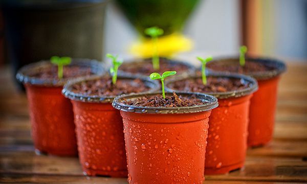 花盆里的小黑飞虫如何根除 花盆里为什么会有小黑飞虫