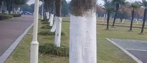 树干刷白灰起什么作用 给树干刷白灰有用吗