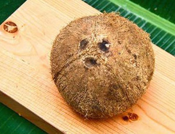 椰子肉怎么弄出来 椰子属于什么类型的植物