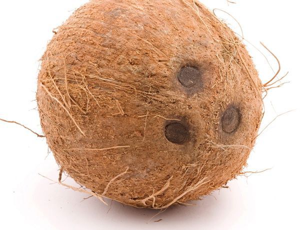 椰子肉怎么弄出来 椰子属于什么类型的植物