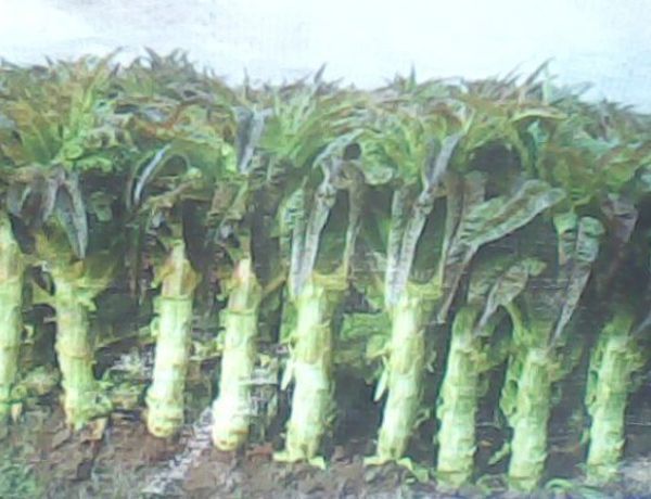 莴苣怎么保存才能保鲜 莴苣可放于冰箱冷藏区保鲜