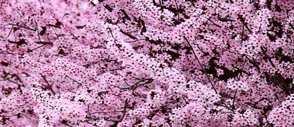 春天的梅花怎么形容 梅花象征着什么样的品质