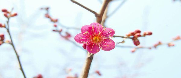 春天的梅花怎么形容 梅花象征着什么样的品质