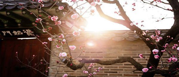 春天的梅花怎么形容 梅花象征着什么样的品质