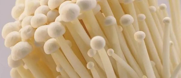 金针菇能放冰箱多少天 金针菇能放冰箱3-5天左右