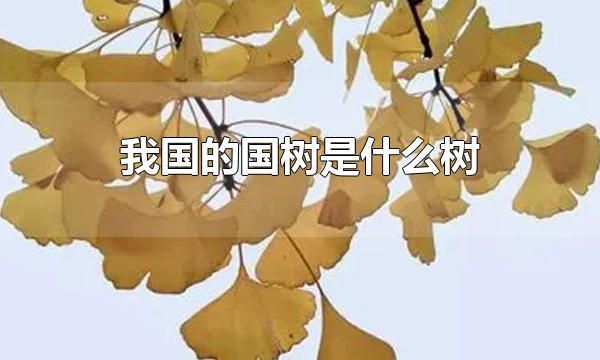我国的国树是什么树 我国的国树的价值