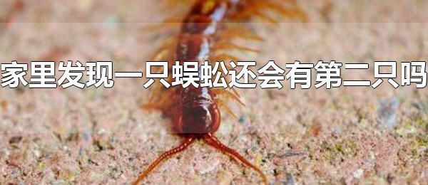 家里发现一只蜈蚣还会有第二只吗 家里为什么会出现蜈蚣