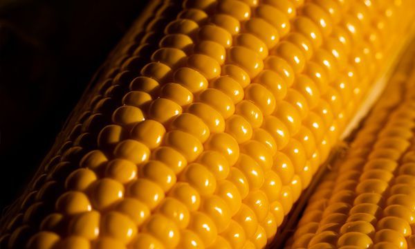玉米冷水下锅煮多长时间 玉米有什么吃法