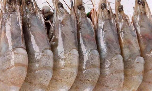 虾怎么保存才新鲜 矿泉水瓶保存虾最好
