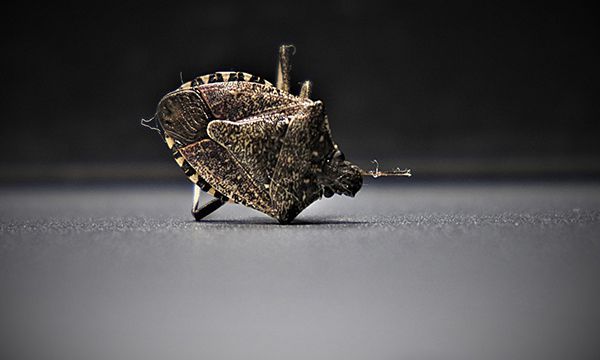 发现一只臭虫意味着什么 发现一只臭虫意味着环境潮湿