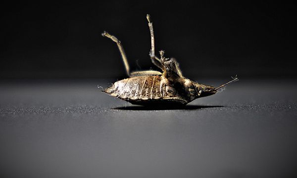 发现一只臭虫意味着什么 发现一只臭虫意味着环境潮湿