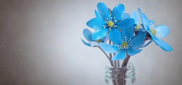 什么花是蓝色的 蓝色的花的花语是什么