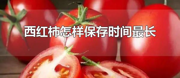 西红柿怎样保存时间最长 西红柿可以保存多久