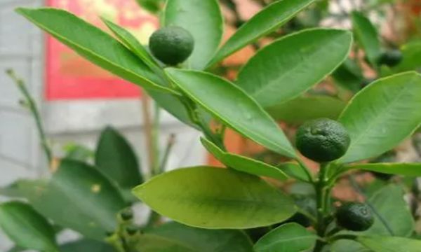橘子和桔子区别在哪 橘子是什么