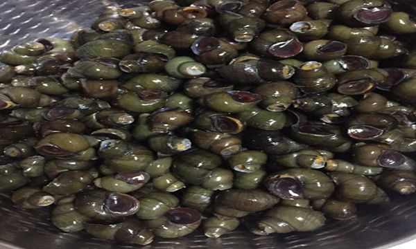 田螺煮多长时间最合适 田螺煮15-20分钟最合适