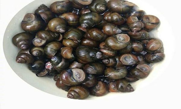 田螺煮多长时间最合适 田螺煮15-20分钟最合适
