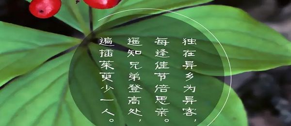 插茱萸是什么节日的风俗 插茱荑的寓意