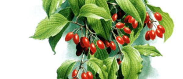 插茱萸是什么节日的风俗 插茱荑的寓意