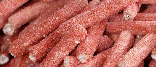 玉米芯有什么用途 玉米芯可作饲料预混料