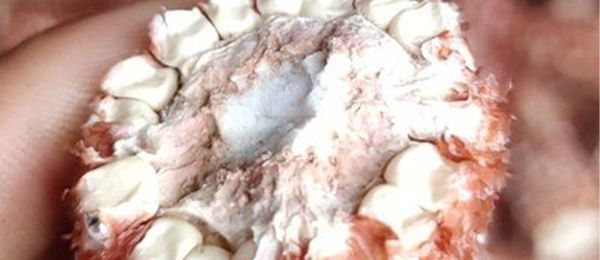 玉米芯有什么用途 玉米芯可作饲料预混料