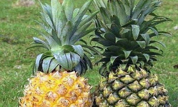 菠萝和凤梨的区别在哪里 菠萝和凤梨是什么水果
