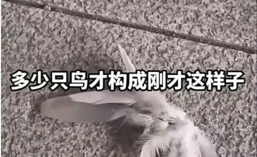 浙江台州天上飘落大量羽毛 十分诡异