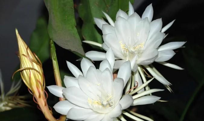 家里不能养哪些花