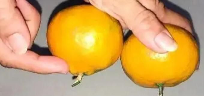 橘子太酸了怎么办