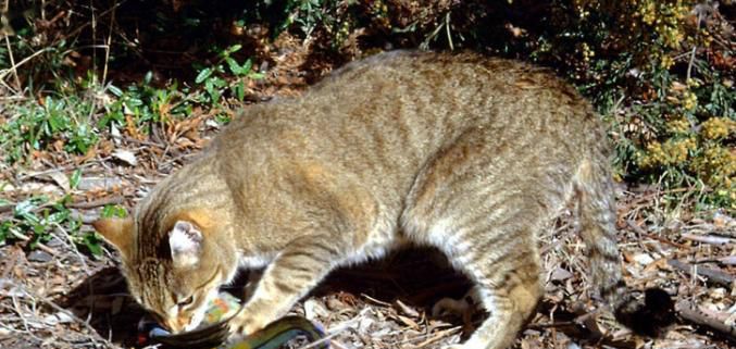 能不能喂野猫野狗