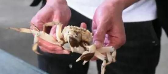螃蟹死了还可以吃吗