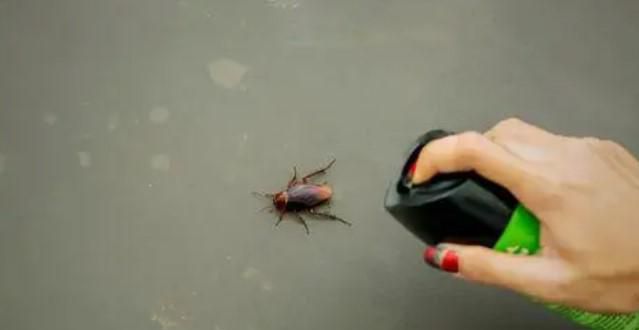 家里有蟑螂可以踩死吗